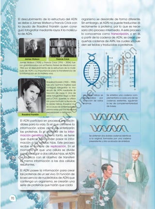 El descubrimiento de la estructura del ADN
se debe a James Watson y Francis Crick con
la ayuda de Rosalind Franklin quien consi-
guió fotografiar mediante rayos X la molécu-
la de ADN.
James Watson (1928) y Francis Crick (1916 – 2004) fue-
ron galardonados con el Premio Nobel de Medicina en
1962 por el descubrimiento de la estructura de la molé-
cula de ADN y su importancia para la transferencia de
la información en la materia viva.
Rosalind Franklin (1920 – 1958)
fue una química inglesa que
consiguió fotografiar la mo-
lécula de ADN mediante di-
fracción de rayos X. Una de
estas fotografías llegó a Wat-
son y Crick, quienes la utiliza-
ron para formular su teoría de
la doble hélice. Rosalind mu-
rió a causa de enfermedades
provocadas por las repetidas
exposiciones a radiación.
La doble hélice se
desespiraliza por
la acción de varios
enzimas.
Se sintetiza una cadena com-
plementaria a cada una de las
cadenas existentes, siguiendo
la ley de complementariedad
de bases.
Se obtienen dos dobles cadenas idénticas
a la original, formadas por una cadena
preexistente y otra acabada de sintetizar.
James Watson Francis Crick
Rosalind Franklin
El ADN participa en procesos imprescin-
dibles para la vida. Es el que contiene la
información sobre cómo se sintetizarán
las proteínas. Es el portador de la infor-
mación genética y, por lo tanto, se tiene
que duplicar para poder pasar la infor-
mación a las células hijas. Este proceso
recibe el nombre de replicación. En el
momento en que una célula se divide
para dar lugar a dos células hijas, el ADN
se duplica con el objetivo de transferir
la misma información a las dos células
resultantes.
El ADN posee la información para crear
las proteínas de un ser vivo. En función de
la secuencia de nucleótidos de ADN que
contenga un organismo, se crearán una
serie de proteínas que harán que cada
organismo se desarrolle de forma diferente.
Sin embargo, el ADN no puede traducirse di-
rectamente a proteína, por lo que es nece-
sario otro proceso intermedio. A este proceso
lo conocemos como transcripción, y en él,
a partir de la cadena de ADN, se crean pe-
queñas cadenas de ARN, las cuales ya pue-
den ser leídas y traducidas a proteínas.
https://goo.gl/7gTB2K
http://goo.gl/HLdeVO
https://goo.gl/6tJ9gc
A T
A T
C G
T A
C G
T A
G C
C G
A
A
C
T
C
T
G
C G
C
A
G
A
A
A
C
T
T
T
G
A
G
A
C
G
5 5 3
3 5 5
70
P
r
o
h
i
b
i
d
a
s
u
c
o
m
e
r
c
i
a
l
i
z
a
c
i
ó
n
 