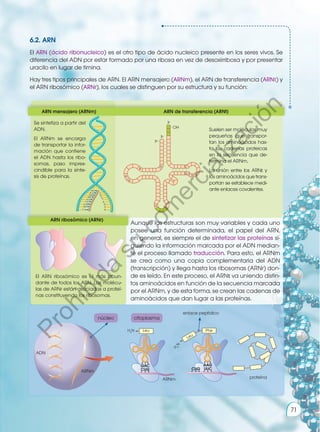 6.2. ARN
El ARN (ácido ribonucleico) es el otro tipo de ácido nucleico presente en los seres vivos. Se
diferencia del ADN por estar formado por una ribosa en vez de desoxirribosa y por presentar
uracilo en lugar de timina.
Hay tres tipos principales de ARN. El ARN mensajero (ARNm), el ARN de transferencia (ARNt) y
el ARN ribosómico (ARNr), los cuales se distinguen por su estructura y su función:
Aunque las estructuras son muy variables y cada uno
posee una función determinada, el papel del ARN,
en general, es siempre el de sintetizar las proteínas si-
guiendo la información marcada por el ADN median-
te el proceso llamado traducción. Para esto, el ARNm
se crea como una copia complementaria del ADN
(transcripción) y llega hasta los ribosomas (ARNr) don-
de es leído. En este proceso, el ARNt va uniendo distin-
tos aminoácidos en función de la secuencia marcada
por el ARNm, y de esta forma, se crean las cadenas de
aminoácidos que dan lugar a las proteínas.
ARN mensajero (ARNm)
ARN ribosómico (ARNr)
ARN de transferencia (ARNt)
Se sintetiza a partir del
ADN.
El ARNm se encarga
de transportar la infor-
mación que contiene
el ADN hasta los ribo-
somas, paso impres-
cindible para la sínte-
sis de proteínas.
Suelen ser moléculas muy
pequeñas que transpor-
tan los aminoácidos has-
ta las cadenas proteicas
en la secuencia que de-
termina el ARNm.
La unión entre los ARNt y
los aminoácidos que trans-
portan se establece medi-
ante enlaces covalentes.
El ARN ribosómico es el más abun-
dante de todos los ARN. Las molécu-
las de ARNr están asociadas a proteí-
nas constituyendo los ribosomas.
Leu Phe
H2
N
GAC AAG
CUG UUC
CUG
núcleo citoplasma
ARNm proteína
ARNm
ADN
enlace peptídico
71
P
r
o
h
i
b
i
d
a
s
u
c
o
m
e
r
c
i
a
l
i
z
a
c
i
ó
n
 