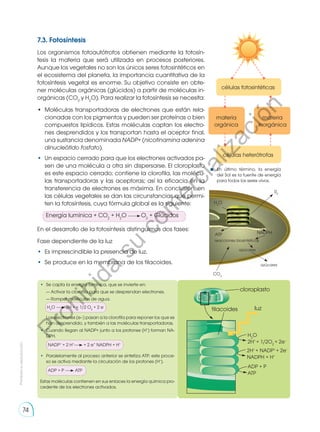 02
H2
O
CO2
NADPH
ATP
reacciones biosintéticas
azúcares
azúcares
•	 Se capta la energía lumínica, que se invierte en:
	 — Activar la clorofila para que se desprendan electrones.
	 — Romper moléculas de agua.
	 Los electrones (e–) pasan a la clorofila para reponer los que se
han desprendido, y también a las moléculas transportadoras.
•	 Cuando llegan al NADP+ junto a los protones (H+
) forman NA-
DPH.
	
NADP+
+ 2 H+
+ 2 e” NADPH + H+
•	 Paralelamente al proceso anterior se sintetiza ATP; este proce-
so se activa mediante la circulación de los protones (H+
).
	
ADP + P ATP
Estas moléculas contienen en sus enlaces la energía química pro-
cedente de los electrones activados.
H2
O 2H + + 1/2 O2
+ 2 e-
7.3. Fotosíntesis
Los organismos fotoautótrofos obtienen mediante la fotosín-
tesis la materia que será utilizada en procesos posteriores.
Aunque los vegetales no son los únicos seres fotosintéticos en
el ecosistema del planeta, la importancia cuantitativa de la
fotosíntesis vegetal es enorme. Su objetivo consiste en obte-
ner moléculas orgánicas (glúcidos) a partir de moléculas in-
orgánicas (CO2
y H2
O). Para realizar la fotosíntesis se necesita:
•	 Moléculas transportadoras de electrones que están rela-
cionadas con los pigmentos y pueden ser proteínas o bien
compuestos lipídicos. Estas moléculas captan los electro-
nes desprendidos y los transportan hasta el aceptor final,
una sustancia denominada NADP+ (nicotinamina adenina
dinucleótido fosfato).
•	 Un espacio cerrado para que los electrones activados pa-
sen de una molécula a otra sin dispersarse. El cloroplasto
es este espacio cerrado; contiene la clorofila, las molécu-
las transportadoras y las aceptoras; así la eficacia en la
transferencia de electrones es máxima. En conclusión, en
las células vegetales se dan las circunstancias que permi-
ten la fotosíntesis, cuya fórmula global es la siguiente:
En el desarrollo de la fotosíntesis distinguimos dos fases:
Fase dependiente de la luz
•	 Es imprescindible la presencia de luz.
•	 Se produce en la membrana de los tilacoides.
Energía lumínica + CO2
+ H2
O O2
+ Glúcidos
En último término, la energía
del Sol es la fuente de energía
para todos los seres vivos.
células fotosintéticas
células heterótrofas
materia
orgánica
materia
inorgánica
cloroplasto
luz
H2
O
2H+
+ 1/2O2
+ 2e–
2H+
+ NADP+
+ 2e–
NADPH + H+
ADP + P
ATP
tilacoides
Prohibida
su
reproducción
74
P
r
o
h
i
b
i
d
a
s
u
c
o
m
e
r
c
i
a
l
i
z
a
c
i
ó
n
 