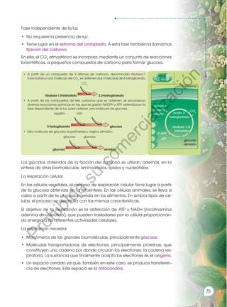 Fase independiente de la luz
•	 No requiere la presencia de luz.
•	 Tiene lugar en el estroma del cloroplasto. A esta fase también la llamamos
fijación del carbono.
En ella, el CO2
atmosférico se incorpora, mediante un conjunto de reacciones
biosintéticas, a pequeños compuestos de carbono para formar glucosa.
Los glúcidos obtenidos de la fijación del carbono se utilizan, además, en la
síntesis de otras biomoléculas: aminoácidos, lípidos y nucleótidos.
La respiración celular
En las células vegetales, el proceso de respiración celular tiene lugar a partir
de la glucosa obtenida en la fotosíntesis. En las células animales, se lleva a
cabo a partir de la glucosa ingerida en los alimentos. En ambos tipos de cé-
lulas, el proceso se desarrolla con las mismas características.
El objetivo de la respiración es la obtención de ATP y NADH (nicotinamina
adenina dinucleótido), que pueden trasladarse por la célula proporcionan-
do energía a las diferentes actividades celulares.
La respiración necesita:
•	 Monómeros de las grandes biomoléculas, principalmente glucosa.
•	 Moléculas transportadoras de electrones, principalmente proteínas, que
constituyen una cadena por donde circulan los electrones: la cadena res-
piratoria. La sustancia que finalmente acepta los electrones es el oxígeno.
•	 Un espacio cerrado ya que, también en este caso, se produce transferen-
cia de electrones. Este espacio es la mitocondria.
•	 A partir de un compuesto de 5 átomos de carbono, denominado ribulosa-1,
5-bis-fosfato y una molécula de CO2
, se obtienen dos moléculas de 3-fosfoglicerato.
CO2
ribulosa-1,5-bisfosfato 2,3-fosfoglicerato
•	 A partir de los compuestos de tres carbonos que se obtienen, se encadenan
diversas reacciones químicas en las que se gastan NADPH y ATP, obtenidos en la
fase dependiente de la luz, para obtener una molécula de glucosa.
			 NADPH	 ATP
3-fosfoglicerato glucosa
•	 Esta molécula de glucosa se polimeriza y origina almidón.
				 glucosa 	 glucosa
glucosa almidón
Citoplasma
ácido 3-
fosfoglicérido
CO2
estroma
NADPH
P+ADP
glucosa
almidón
ATP
H+
+NADP+
ribulosa -1,5-
bisfosfato
75
P
r
o
h
i
b
i
d
a
s
u
c
o
m
e
r
c
i
a
l
i
z
a
c
i
ó
n
 