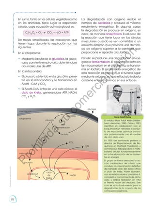 En suma, tanto en las células vegetales como
en las animales, tiene lugar la respiración
celular, cuya ecuación química global es:
De modo simplificado, las reacciones que
tienen lugar durante la respiración son las
siguientes:
En el citoplasma:
•	 Mediante la ruta de la glucólisis, la gluco-
sa se convierte en piruvato, obteniéndose
dos moléculas de ATP.
En la mitocondria:
•	 El piruvato obtenido en la glucólisis pene-
tra en la mitocondria y se transforma en
Acetil - CoA y CO2
.
•	 El Acetil-CoA entra en una ruta cíclica: el
ciclo de Krebs, generándose ATP, NADH,
CO2
y H2
O.
C6
H12
O6
+ O2
CO2
+ H2
O + ATP
La degradación con oxígeno recibe el
nombre de aeróbica y produce el máximo
rendimiento energético. En algunos casos
la degradación se produce sin oxígeno, es
decir, de manera anaeróbica. Es el caso de
la reacción que tiene lugar en las células
musculares cuando se ven sometidas a un
esfuerzo extremo que provoca una deman-
da de oxígeno superior a la cantidad que
proporciona el aparato circulatorio.
Por ello se produce una degradación sin oxí-
geno o fermentación. El piruvato no entra en
la mitocondria y, en el citoplasma, se transfor-
ma en lactato. El rendimiento energético de
esta reacción es menor que si tuviera lugar
mediante oxígeno, ya que el lactato todavía
contiene energía química en sus enlaces.
citoplasma
piruvato
lactato
NADH
mitocondria
piruvato
Acetil-CoA
ciclo
de
Krebs
ATP
CO2
H2
O
glucólisis
ATP
fermentación
glucosa
membrana
Hans Adolf Krebs
El médico Hans Adolf Krebs (Hildes-
heim, Alemania, 1900 - Oxford, 1981)
identificó en colaboración con el
bioquímico Kurt Henseleit, el conjun-
to de reacciones químicas conoci-
das posteriormente con el nombre
de ciclo de la urea.
En 1935 fue nombrado profesor y
director del Departamento de Bio-
química en Sheffield (Inglaterra), y
comenzó sus trabajos sobre el meta-
bolismo celular, fundamentalmente
en la transformación de los nutrien-
tes en energía.
El grupo de Krebs descubrió la ac-
ción catalizadora del citrato, que
condujo al conocimiento definitivo
del llamado ciclo del ácido citríco
o ciclo de Krebs. Albert Lipmann,
con su estudio sobre el coenzima A,
completó el conocimiento de dicho
ciclo, y ambos recibieron en 1953
el Premio Nobel de Medicina. Este
ciclo es la vía fundamental para la
degradación de la mayoría de los
compuestos orgánicos.
http://goo.gl/RRvnbN
Prohibida
su
reproducción
76
P
r
o
h
i
b
i
d
a
s
u
c
o
m
e
r
c
i
a
l
i
z
a
c
i
ó
n
 