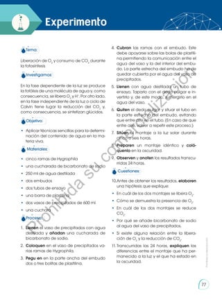 4.	 Cubran las ramas con el embudo. Este
debe apoyarse sobre las bolas de plastili-
na permitiendo la comunicación entre el
agua del vaso y la del interior del embu-
do. La parte estrecha del embudo ha de
quedar cubierta por el agua del vaso de
precipitados.
5.	 Llenen con agua destilada un tubo de
ensayo. Taparlo con el dedo pulgar e in-
vertirlo y, de este modo, sumergirlo en el
agua del vaso.
6.	 Quiten el dedo pulgar y situar el tubo en
la parte estrecha del embudo, evitando
que entre aire en el tubo. (En caso de que
entre aire, volver a repetir este proceso.)
7.	 Sitúen el montaje a la luz solar durante
cinco o seis horas.
8.	 Preparen un montaje idéntico y coló-
quenlo en la oscuridad.
9.	 Observen y anoten los resultados transcu-
rridas 24 horas.
Cuestiones:
10.	
Antes de obtener los resultados, elaboren
una hipótesis que explique:
•	 En cuál de los dos montajes se libera O2
.
•	 Cómo se demuestra la presencia de O2
.
•	 En cuál de los dos montajes se reduce
CO2
.
•	 Por qué se añade bicarbonato de sodio
al agua del vaso de precipitados.
•	 Si existe alguna relación entre la libera-
ción de O2
y la reducción de CO2
.
11.	Transcurridas las 24 horas, expliquen las
diferencias entre el montaje que ha per-
manecido a la luz y el que ha estado en
la oscuridad.
Experimento
Tema:
Liberación de O2
y consumo de CO2
durante
la fotosíntesis
Investigamos:
En la fase dependiente de la luz se produce
la fotólisis de una molécula de agua y, como
consecuencia, se libera O2
y H+
. Por otro lado,
en la fase independiente de la luz o ciclo de
Calvin tiene lugar la reducción del CO2
y,
como consecuencia, se sintetizan glúcidos.
Objetivo:
•	 Aplicar técnicas sencillas para la determi-
nación del contenido de agua en la ma-
teria viva.
Materiales:
•	 cinco ramas de Hygrophila
•	 una cucharada de bicarbonato de sodio
•	 250 ml de agua destilada
•	 dos embudos
•	 dos tubos de ensayo
•	 una barra de plastilina
•	 dos vasos de precipitados de 600 ml
•	 una cuchara
Proceso:
1.	 Llenen el vaso de precipitados con agua
destilada y añadan una cucharada de
bicarbonato de sodio.
2.	 Coloquen en el vaso de precipitados va-
rias ramas de Hygrophila.
3.	 Pegu en en la parte ancha del embudo
dos o tres bolitas de plastilina.
Prohibida
su
reproducción
77
P
r
o
h
i
b
i
d
a
s
u
c
o
m
e
r
c
i
a
l
i
z
a
c
i
ó
n
 