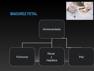 MADUREZ FETALMADUREZ FETAL
Anmiocentesis
Pulmonar
Renal
y
Hepática
Piel
 