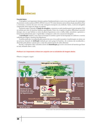 CIÊNCIaS
28
Conceitobásico
O nitrogênio é um importante elemento químico fundamental para os seres vivos, pois faz parte da constituição
de proteínas e ácidos nucleicos (DNA e RNA). Cerca de 78% deste elemento está na forma de gás atmosférico (N2)
e, entretanto, a maioria dos seres vivos não conseguem incorporar essa molécula. Assim, o ciclo do nitrogênio
compreende várias etapas até chegar aos animais.
A primeira etapa é chamada de fixação do nitrogênio e caracteriza-se pela transformação de gás nitrogênio (N2)
em amônia por meio de bactérias fixadoras especializadas. Entre ela as espécies do gênero Rhizobium merecem
destaque uma vez que habitam as raízes de plantas leguminosas como o milho, feijão, amendoim e garantem o
fornecimento diretamente para o vegetal além e enriquecer o solo com o excesso de nitrogênio.
A amonificação também é uma etapa de formação de amônia a partir da decomposição de cadáveres e excretas
realizadas por fungos e bactérias decompositores.
A amônia ainda não é reconhecida pela maioria dos seres vivos sendo necessária a transformação em nitrato em
um processo chamado de nitrificação realizado por outro grupo de bactérias. Já os nitratos são reconhecidos e
absorvidos pelas plantas e passam para o corpo dos animais através da cadeia alimentar.
Por fim, o nitrogênio volta a atmosfera através da desnitrificação que ocorre com através de bactérias que ficam
no solo, fechando assim o ciclo.
Professor (a) é importante a leitura em conjunto com os estudantes da imagem abaixo.
Observe a imagem a seguir:
Fonte da imagem: http://upload.wikimedia.org/wikipedia/commons/d/db/Nitrogen_Cycle_pt.png
 