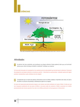 CIÊNCIaS
56
Energia da Luz
Gás Oxigênio - O2
GLICOSE
C6H12O6
Gás Carbônico - CO2
ÁGUA - H2O
Fonte: http://samuelrobaert.blogspot.com.br/2011/01/fotossintese-artificial-para-salvar-o.html > acesso em 12/12/2012.
As plantas são seres autótrofos, pois produzem seu próprio alimento. Então podemos dizer que um horticultor
(pessoa que cultiva hortaliças) também é autótrofo? Justifique sua resposta.
1
Atividades
Um horticultor não pode ser considerado um ser autótrofo, pois ele cultiva plantas que serviram para se alimentar. O processo
de produção de seu próprio alimento é um processo químico – fotossíntese ou quimiossíntese- realizados apenas por alguns
protistas, cianobactérias e pelos indivíduos do reino Vegetal.
Considerando que na maioria das plantas a fotossíntese ocorre nas folhas, explique a importância das raízes, do caule e
das folhas no processo de produção e distribuição de glicose nos vegetais.
2
As raízes são responsáveis pela absorção de água e sais minerais, que serão utilizados nos caules e folhas. O caule, por sua
vez, transporta substâncias da raiz para as folhas e vice-versa, além de sustentar a folhas e promover um melhor
posicionamento das mesmas perante a luz solar. Já as folhas, promovem as trocas gasosas e a fotossíntese .
 