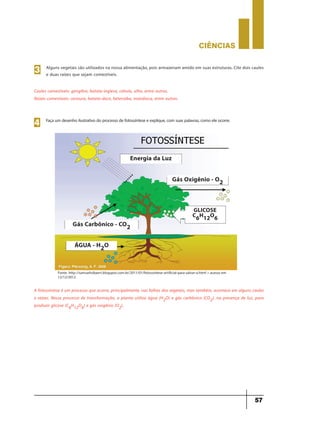 CIÊNCIaS
57
Alguns vegetais são utilizados na nossa alimentação, pois armazenam amido em suas estruturas. Cite dois caules
e duas raízes que sejam comestíveis.
3
Caules comestíveis: gengibre, batata-inglesa, cebola, alho, entre outros.
Raízes comestíveis: cenoura, batata-doce, beterraba, mandioca, entre outras.
Faça um desenho ilustrativo do processo de fotossíntese e explique, com suas palavras, como ele ocorre.
4
Energia da Luz
Gás Oxigênio - O2
GLICOSE
C6H12O6
Gás Carbônico - CO2
ÁGUA - H2O
Fonte: http://samuelrobaert.blogspot.com.br/2011/01/fotossintese-artificial-para-salvar-o.html > acesso em
12/12/2012.
A fotossíntese é um processo que ocorre, principalmente, nas folhas dos vegetais, mas também, acontece em alguns caules
e raízes. Nesse processo de transformação, a planta utiliza água (H2O) e gás carbônico (CO2), na presença de luz, para
produzir glicose (C6H12O6) e gás oxigênio (O2).
 