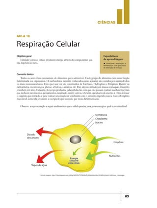 CIÊNCIaS
63
Objetivogeral
Entender como as células produzem energia através dos componentes que
elas dispõem no meio.
Expectativas
de aprendizagem
u Relacionar respiração e
fermentação com processos
de obtenção de energia
Conceito básico
Todos os seres vivos necessitam de alimentos para sobreviver. Cada grupo de alimentos tem uma função
determinada nos organismos. Os carboidratos também conhecidos como açúcares são contidos pela união de dois
ou mais monossacarídeos. Estes por sua vez são constituídos de Carbono, Hidrogênio e Oxigênio. Dentre os
carboidratos encontramos a glicose, a frutose, a sacarose etc. Eles são encontrados em massas como pão, macarrão
e também em leite, frutas etc. A energia produzida pelas células faz com que elas possam realizar suas funções vitais
que incluem movimentos, pensamentos, respiração dentre outros. Durante a produção da energia a célula irá usar
o oxigênio que retira do ar para realizar uma reação de combustão com o alimento digerido; isso se houver Oxigênio
disponível, senão ela produzirá a energia de que necessita por meio da fermentação.
Observe a representação a seguir analisando o que a célula precisa para gerar energia e qual o produto final.
aula 18
Respiração Celular
Site da imagem: http://3.bp.blogspot.com/-Ld0rgCbRSZM/TVPXBHRdffI/AAAAAAAAABo/453MKUy3nb0/s1600/resp__celular.jpg
 
