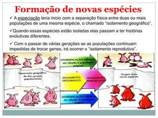 Formação de novas espécies
 A especiação teria inicio com a separação física entre duas ou mais
populações de uma mesma espécie, o chamado “isolamento geográfico”.
Quando essas espécies estão isoladas elas passam a ter histórias
evolutivas diferentes.
 Com o passar de várias gerações se as populações continuam
impedidas de trocar genes, irá ocorrer o “isolamento reprodutivo”.
 