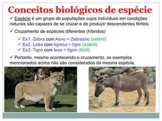 Conceitos biológicos de espécie
 Espécie é um grupo de populações cujos indivíduos em condições
naturais são capazes de se cruzar e de produzir descendentes férteis.
 Cruzamento de espécies diferentes (híbridos)
    Ex1: Zebra com Asno = Zebrasno (estéril)
    Ex2: Leão com tigresa = ligre (estéril)
    Ex3: Tigre com leoa = tigon (fértil)
 Portanto, mesmo acontecendo o cruzamento, os exemplos
mencionados acima não são considerados da mesma espécie.
 