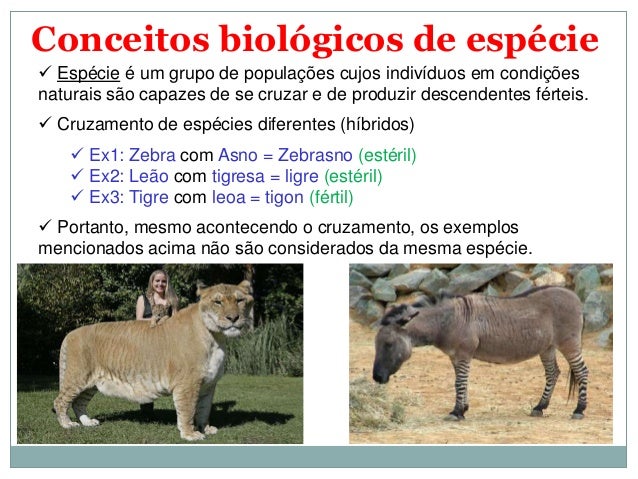 1° bimestre classificação dos seres vivos