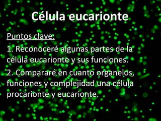 Puntos  clave: 1.   Reconoceré algunas partes de la célula eucarionte y sus funciones. 2. Compararé en cuanto organelos, f...