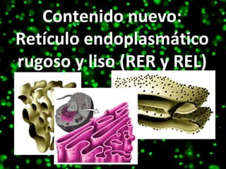 Contenido nuevo: Retículo endoplasmático rugoso y liso (RER y REL) 
