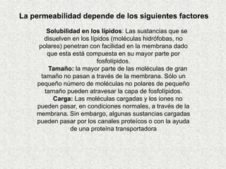 La permeabilidad depende de los siguientes factores
        Solubilidad en los lípidos: Las sustancias que se
       disuelven en los lípidos (moléculas hidrófobas, no
     polares) penetran con facilidad en la membrana dado
        que esta está compuesta en su mayor parte por
                           fosfolípidos.
        Tamaño: la mayor parte de las moléculas de gran
      tamaño no pasan a través de la membrana. Sólo un
    pequeño número de moléculas no polares de pequeño
       tamaño pueden atravesar la capa de fosfolípidos.
          Carga: Las moléculas cargadas y los iones no
    pueden pasar, en condiciones normales, a través de la
    membrana. Sin embargo, algunas sustancias cargadas
    pueden pasar por los canales proteícos o con la ayuda
                de una proteína transportadora
 
