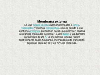 Membrana externa
      Es una bicapa lipídica exterior permeable a iones,
  metabolitos y muchos polipéptidos. Eso es debido a que
contiene proteínas que forman poros, que permiten el paso
de grandes moléculas de hasta 10.000 dalton y un diámetro
     aproximado de 20 Å. La membrana externa realiza
relativamente pocas funciones enzimáticas o de transporte.
        Contiene entre un 60 y un 70% de proteínas.
 