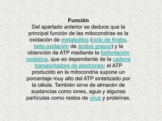 Función
  Del apartado anterior se deduce que la
 principal función de las mitocondrias es la
 oxidación de metabolitos (ciclo de Krebs,
    beta-oxidación de ácidos grasos) y la
obtención de ATP mediante la fosforilación
oxidativa, que es dependiente de la cadena
    transportadora de electrones; el ATP
  producido en la mitocondria supone un
porcentaje muy alto del ATP sintetizado por
  la célula. También sirve de almacén de
  sustancias como iones, agua y algunas
partículas como restos de virus y proteínas.
 