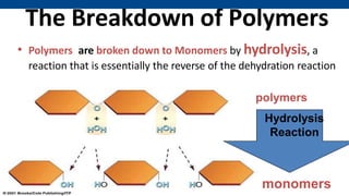 Polymer Breakdown 1 _ BIOLOGICAL MOLECULES CARBOHYDRATES 1.pptx