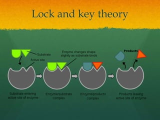 AS Level Biology - 3) Enzymes | PPTX