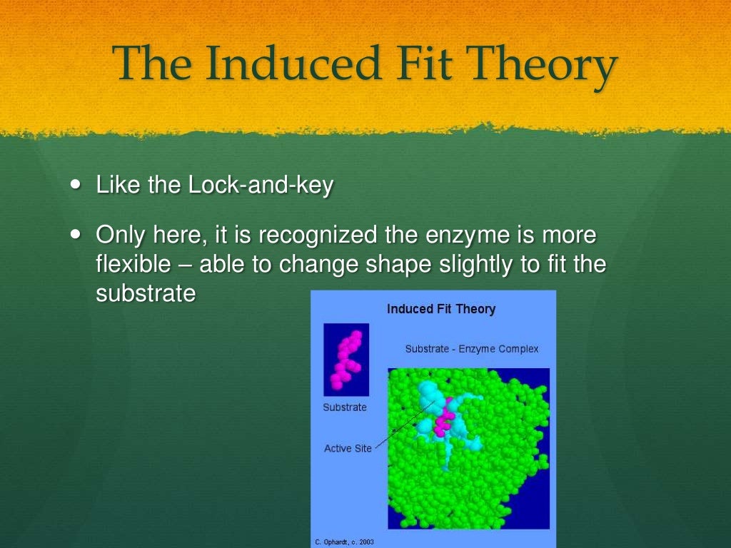 Hypothesis about the effect of substrate concentration on enzyme activity image