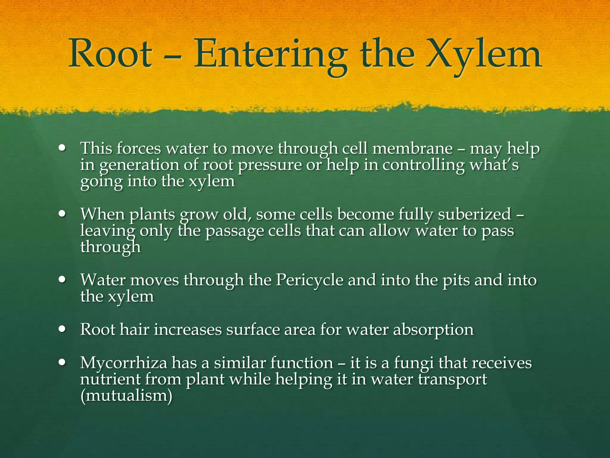 AS Level Biology - 7) Plant Transport | PPTX