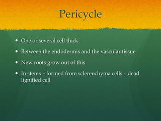 AS Level Biology - 7) Plant Transport | PPTX