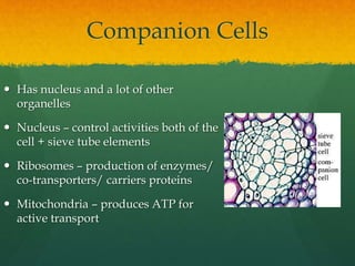 Translocation Process Companion Cell AS Level Biology - 7) Plant Transport | PPTX