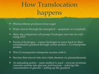 AS Level Biology - 7) Plant Transport | PPTX
