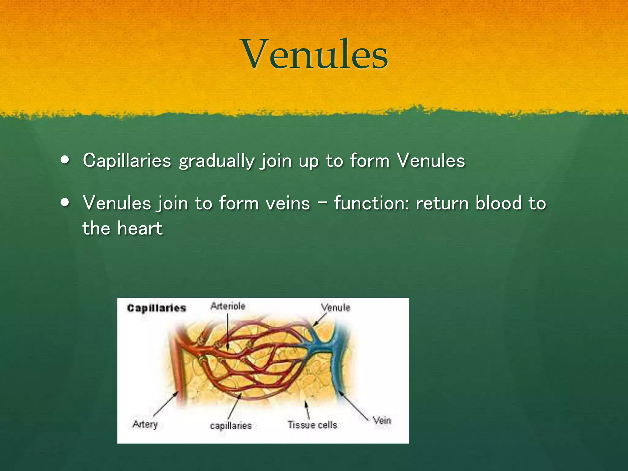 AS Level Biology - 8) Transport in Mammals | PPTX