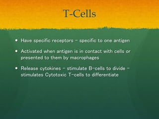 B-Cells
 B-cells produce antibodies
 They can only produce for one type of pathogen
 When received messages from T-cell...