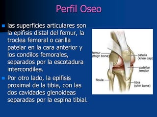 Perfil Oseo
 las superficies articulares son
la epifisis distal del femur, la
troclea femoral o carilla
patelar en la cara anterior y
los condilos femorales,
separados por la escotadura
intercondilea.
 Por otro lado, la epifisis
proximal de la tibia, con las
dos cavidades glenoideas
separadas por la espina tibial.
 
