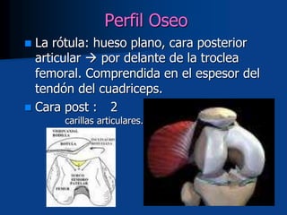 Perfil Oseo
 La rótula: hueso plano, cara posterior
articular  por delante de la troclea
femoral. Comprendida en el espesor del
tendón del cuadriceps.
 Cara post : 2
carillas articulares.
 