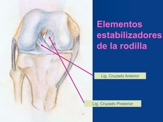 Elementos
estabilizadores
de la rodilla
Lig. Cruzado Anterior
Lig. Cruzado Posterior
 