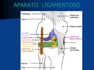 APARATO LIGAMENTOSO
 