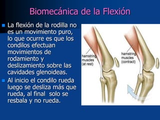 Biomecánica de la Flexión
 La flexión de la rodilla no
es un movimiento puro,
lo que ocurre es que los
condilos efectuan
movimientos de
rodamiento y
deslizamiento sobre las
cavidades glenoideas.
 Al inicio el condilo rueda
luego se desliza más que
rueda, al final solo se
resbala y no rueda.
 