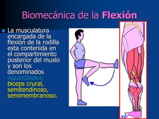 Biomecánica de la Flexión
 La musculatura
encargada de la
flexión de la rodilla
esta contenida en
el compartimiento
posterior del muslo
y son los
denominados
isquiotibiales:
biceps crural,
semitendinoso,
semimembranoso.
 