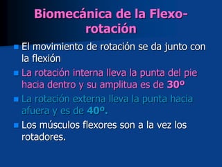 Biomecánica de la Flexo-
rotación
 El movimiento de rotación se da junto con
la flexión
 La rotación interna lleva la punta del pie
hacia dentro y su amplitua es de 30º
 La rotación externa lleva la punta hacia
afuera y es de 40º.
 Los músculos flexores son a la vez los
rotadores.
 