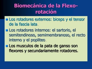 Biomecánica de la Flexo-
rotación
 Los rotadores externos: biceps y el tensor
de la fascia lata.
 Los rotadores internos: el sartorio, el
semitendinoso, semimembranoso, el recto
interno y el popliteo.
 Los musculos de la pata de ganso son
flexores y secundariamente rotadores.
 