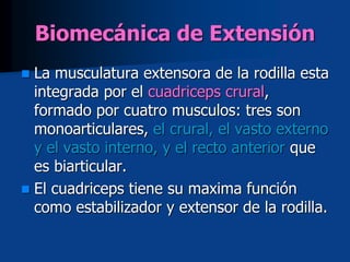 Biomecánica de Extensión
 La musculatura extensora de la rodilla esta
integrada por el cuadriceps crural,
formado por cuatro musculos: tres son
monoarticulares, el crural, el vasto externo
y el vasto interno, y el recto anterior que
es biarticular.
 El cuadriceps tiene su maxima función
como estabilizador y extensor de la rodilla.
 
