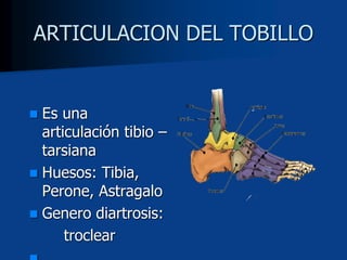 ARTICULACION DEL TOBILLO
 Es una
articulación tibio –
tarsiana
 Huesos: Tibia,
Perone, Astragalo
 Genero diartrosis:
troclear
 