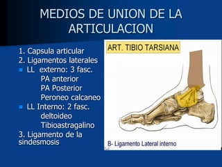 MEDIOS DE UNION DE LA
ARTICULACION
1. Capsula articular
2. Ligamentos laterales
 LL externo: 3 fasc.
PA anterior
PA Posterior
Peroneo calcaneo
 LL Interno: 2 fasc.
deltoideo
Tibioastragalino
3. Ligamento de la
sindesmosis
 