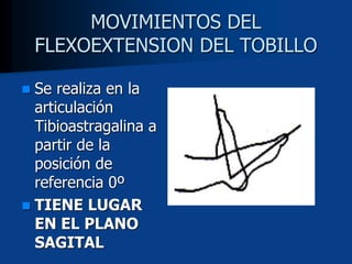 MOVIMIENTOS DEL
FLEXOEXTENSION DEL TOBILLO
 Se realiza en la
articulación
Tibioastragalina a
partir de la
posición de
referencia 0º
 TIENE LUGAR
EN EL PLANO
SAGITAL
 