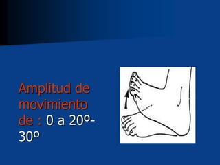 Amplitud de
movimiento
de : 0 a 20º-
30º
 