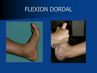 FLEXION DORDAL
 