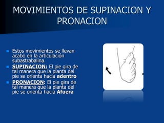 MOVIMIENTOS DE SUPINACION Y
PRONACION
 Estos movimientos se llevan
acabo en la articulación
subastrabalina.
 SUPINACION: El pie gira de
tal manera que la planta del
pie se orienta hacia adentro
 PRONACION: El pie gira de
tal manera que la planta del
pie se orienta hacia Afuera
 