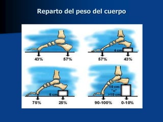 Reparto del peso del cuerpo
 
