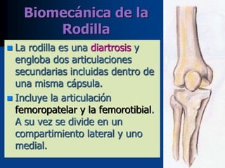 Biomecánica de la
Rodilla
 La rodilla es una diartrosis y
engloba dos articulaciones
secundarias incluidas dentro de
una misma cápsula.
 Incluye la articulación
femoropatelar y la femorotibial.
A su vez se divide en un
compartimiento lateral y uno
medial.
 