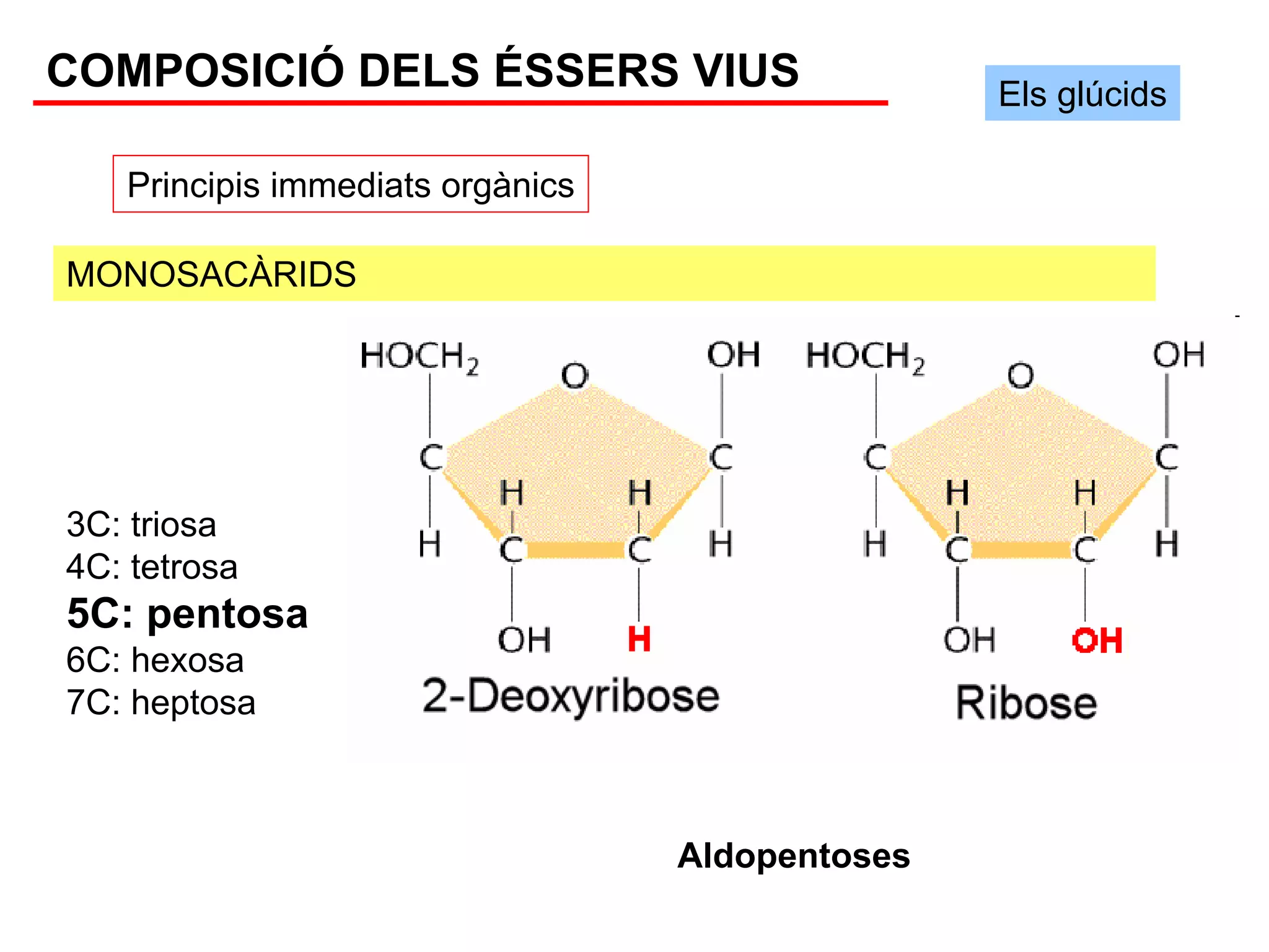 COMPOSICIÓ DELS ÉSSERS VIUS                      Els glúcids

   Principis immediats orgànics

MONOSACÀRIDS




3C: triosa
4C: tetrosa
5C: pentosa
6C: hexosa
7C: heptosa



                                  Aldopentoses
 