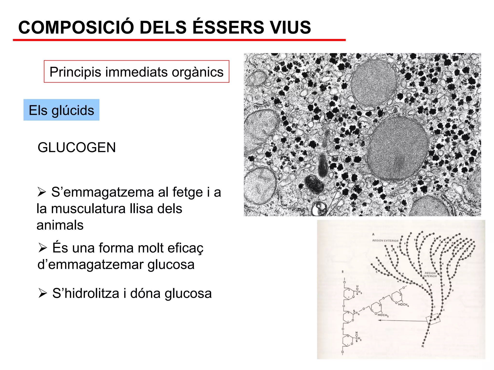 COMPOSICIÓ DELS ÉSSERS VIUS

   Principis immediats orgànics

Els glúcids

 GLUCOGEN


    S’emmagatzema al fetge i a
 la musculatura llisa dels
 animals
    És una forma molt eficaç
 d’emmagatzemar glucosa

   S’hidrolitza i dóna glucosa
 