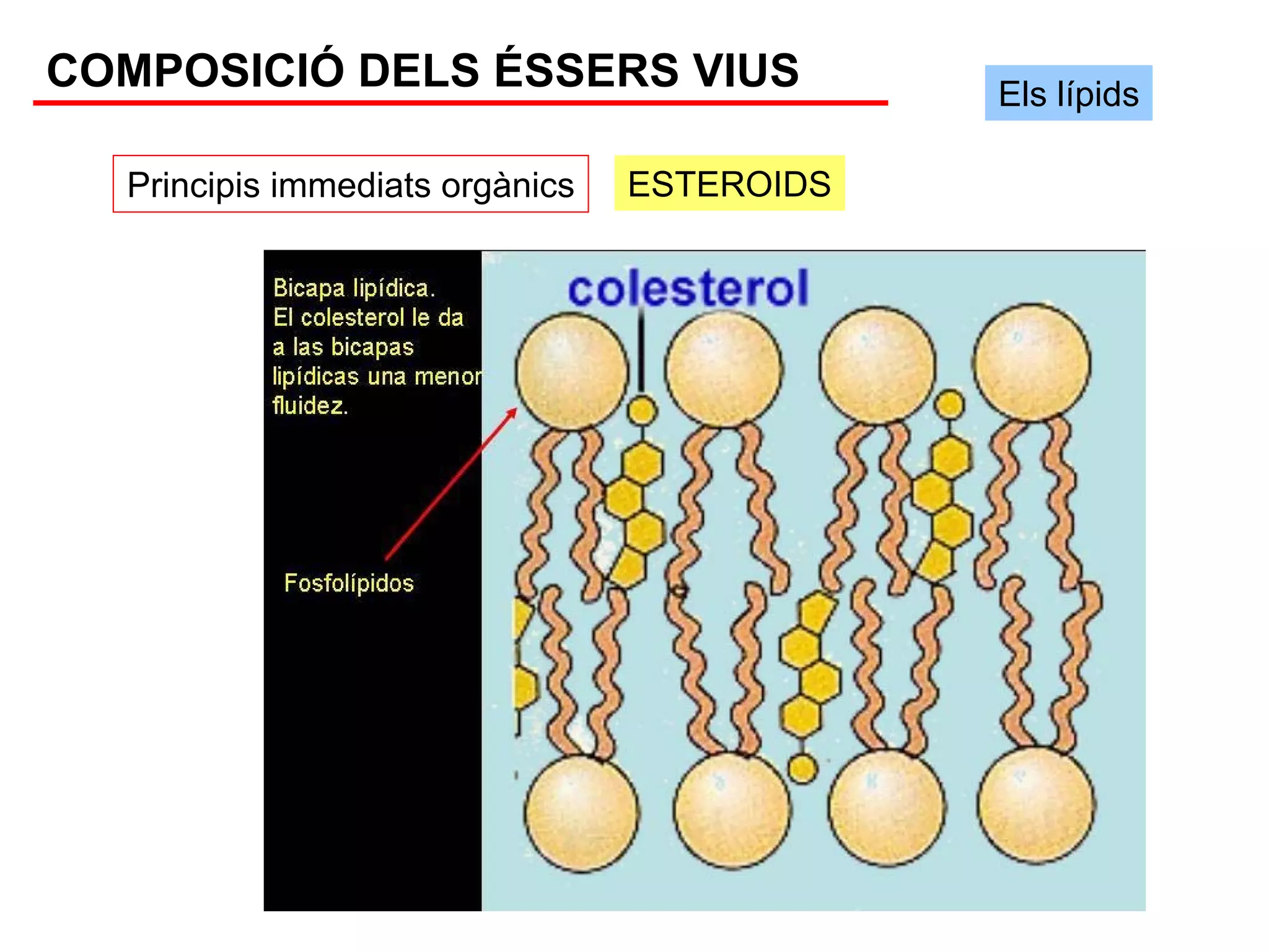 COMPOSICIÓ DELS ÉSSERS VIUS                  Els lípids

  Principis immediats orgànics   ESTEROIDS
 