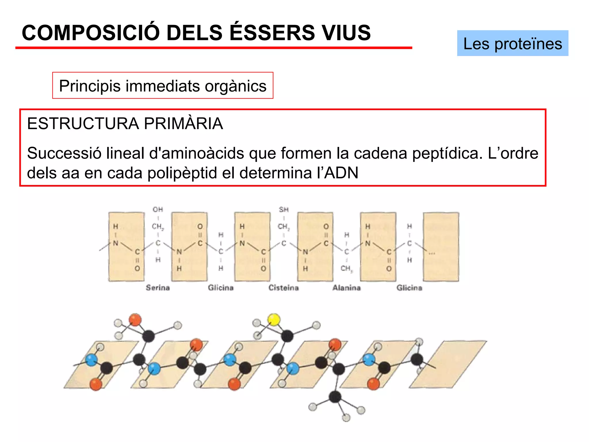 COMPOSICIÓ DELS ÉSSERS VIUS                               Les proteïnes

    Principis immediats orgànics

ESTRUCTURA PRIMÀRIA
Successió lineal d'aminoàcids que formen la cadena peptídica. L’ordre
dels aa en cada polipèptid el determina l’ADN
 