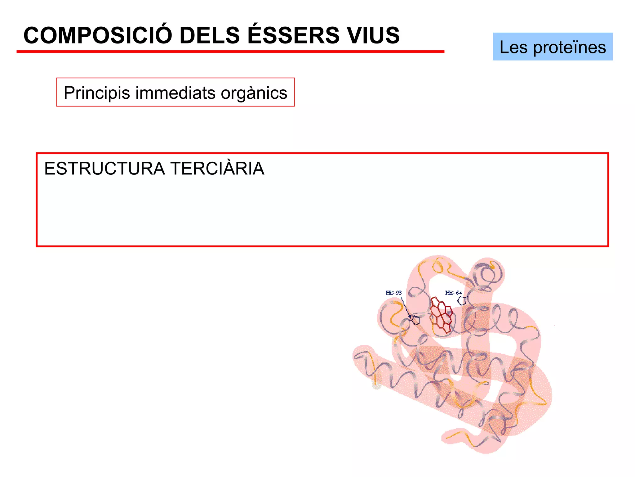 COMPOSICIÓ DELS ÉSSERS VIUS      Les proteïnes

  Principis immediats orgànics



 ESTRUCTURA TERCIÀRIA
 